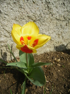 tulipe mars