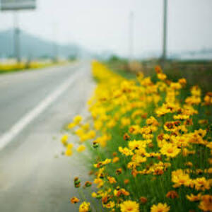 season road spring yellow flowers field 