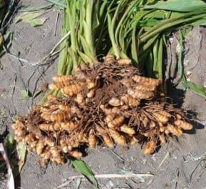 Racines curcuma