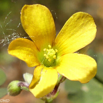 Oxalis corniculata  -  oxalis corniculé