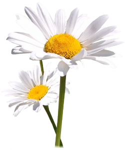 Tube Marguerites