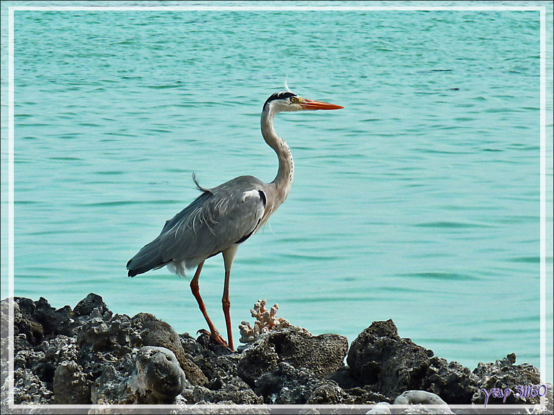 Héron cendré, Grey Heron (Ardea cinerea) - Athuruga - Atoll d'Ari - Maldives