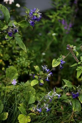 Clematis heracleifolia Cassandra