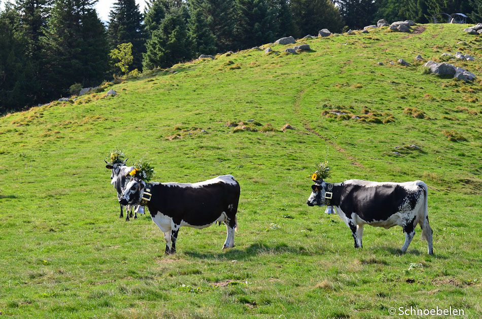 transhumance alsace vosges