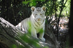{animal de la semaine} Le Tigre Blanc du Bengale.