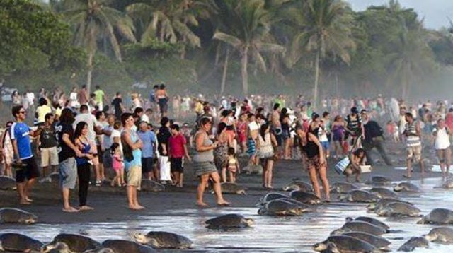 Les touristes, une menace pour les tortues