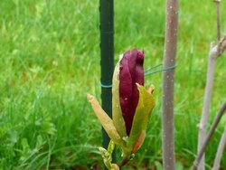                                      ""   Mais OUI :  BIENTÔT Le PRINTEMPS....!""