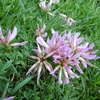 Trèfle alpin (Trifolium alpinum)