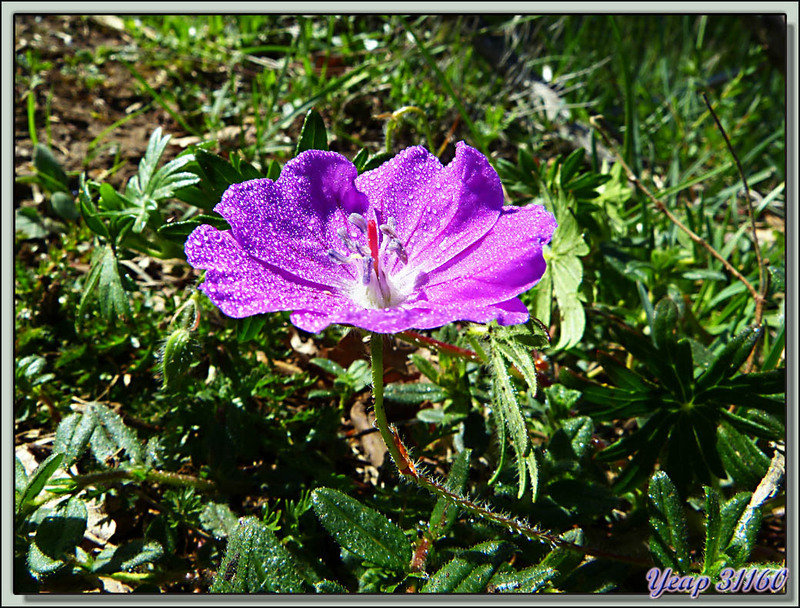 Géranium sanguin (Geranium sanguineum) - Saint-Martory - Petites Pyrénées - 31  (Flore)