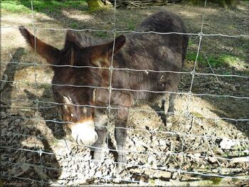 Photos des ânes du moulin de Poyaller dans les Landes