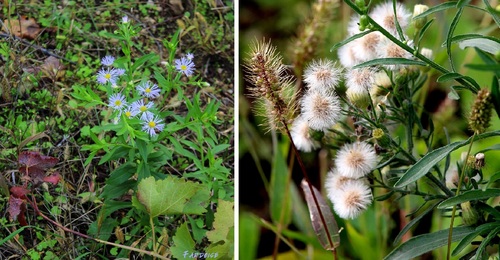  Dans les vignes de Cornas – suite – Voici des fruits...