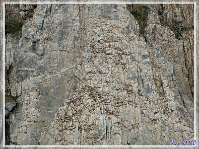 Les falaises de Cambridge Point avc ses dizaines de milliers d'oiseaux, surtout des Guillemots de Brünnich - Coburg Island - Baffin Bay - Nunavut - Canada