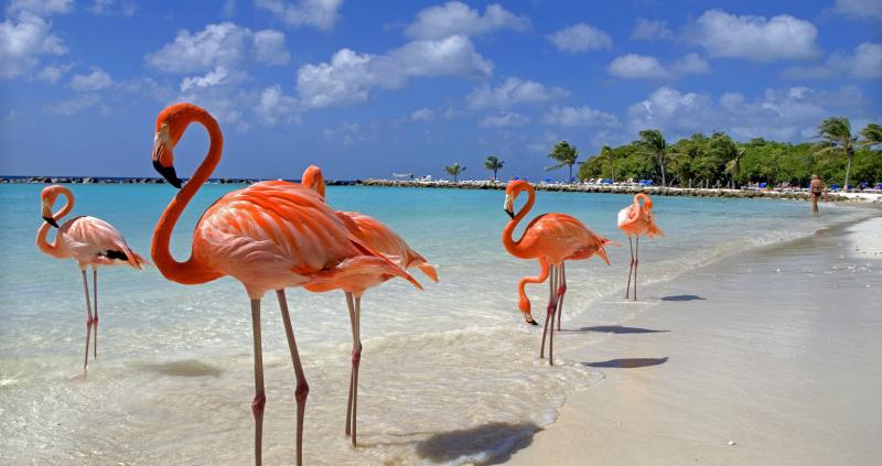 Aux Bahamas, un hôtel recherche une personne pour s'occuper de ses flamants roses