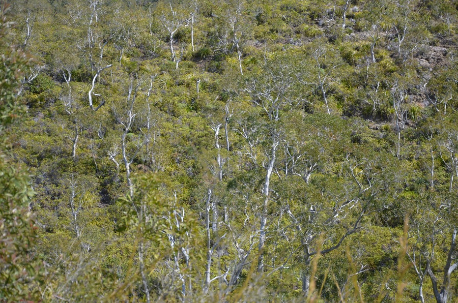 hienghene caledonie schnoebelen