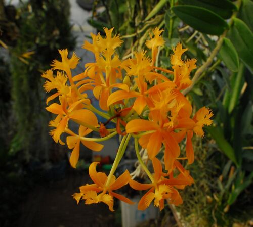 Orchidées de février
