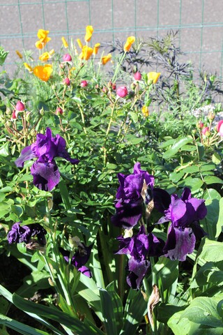 iris noir velouté