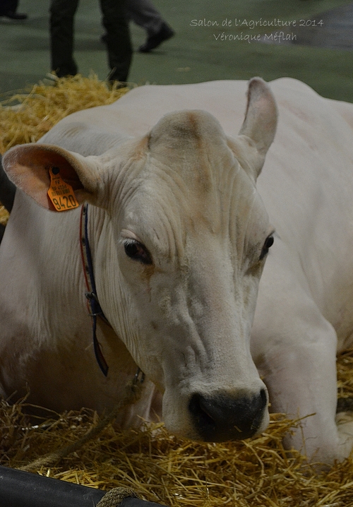 Salon de l'Agriculture 2014 : La Bleue du Nord