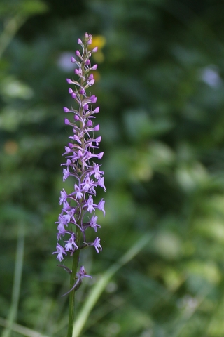 Orchis moucheron (Gymnadenia conopsea)