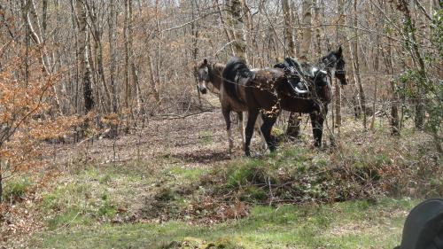 RANDO INTER ASSOCIATIONS Dimanche 12 avril 2015 - Les photos