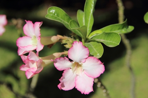 Fleurs de Birmanie, suite