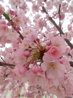 une pluie de fleurs....