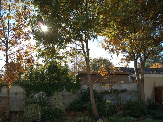 Un jardin qui se dénude.