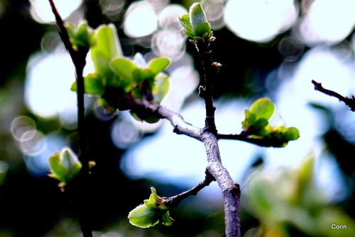 Les bourgeons s'ouvrent