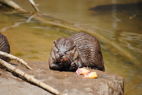 (13) La loutre naine d'Asie. 