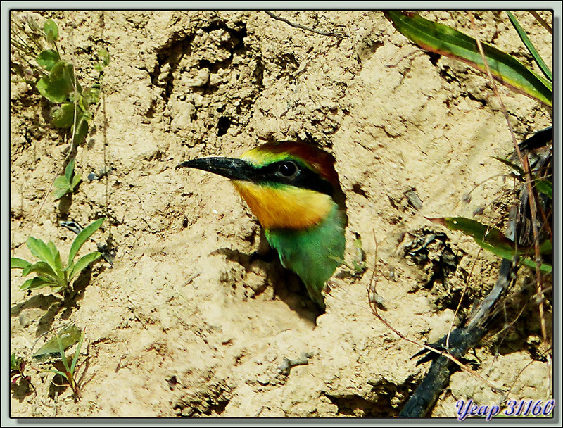 Guêpier d'Europe (Merops apiaster) - Rouède - 31