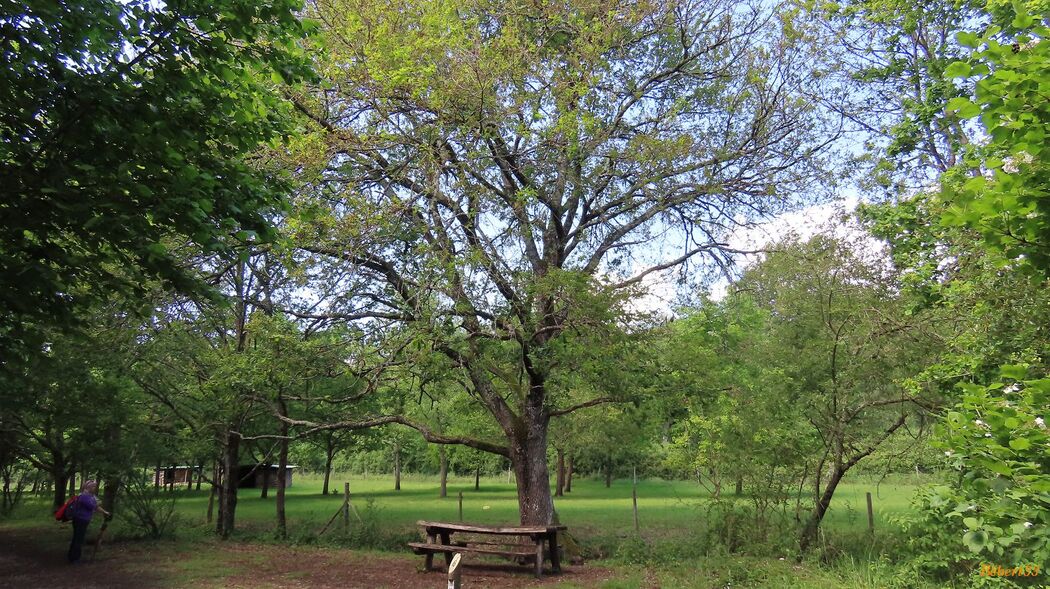 le parc de Pombonne à Bergerac - 4