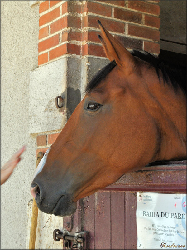 Photos des chevaux au box (haras de la Vendée)