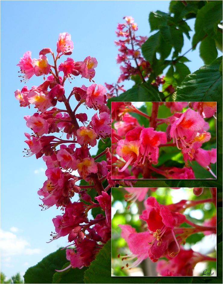 Marronnier rouge "Briotii", Aesculus x carnea "Briotii",