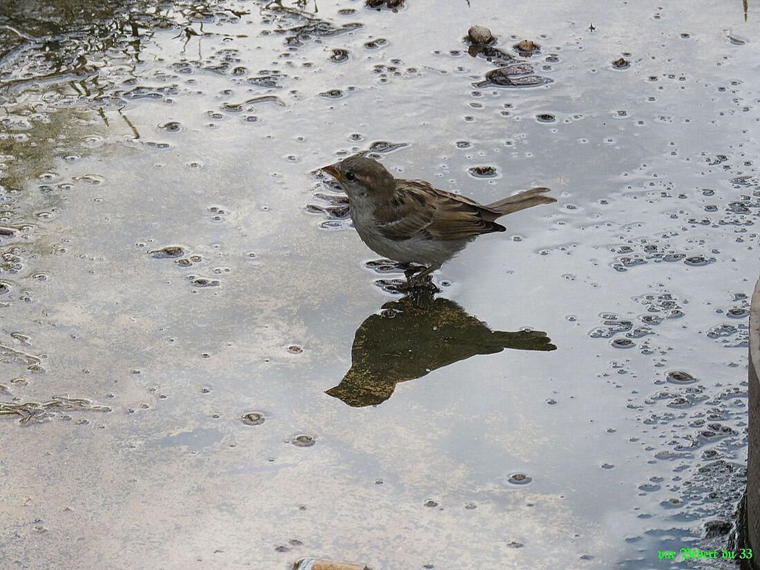 Reflets à Dijon