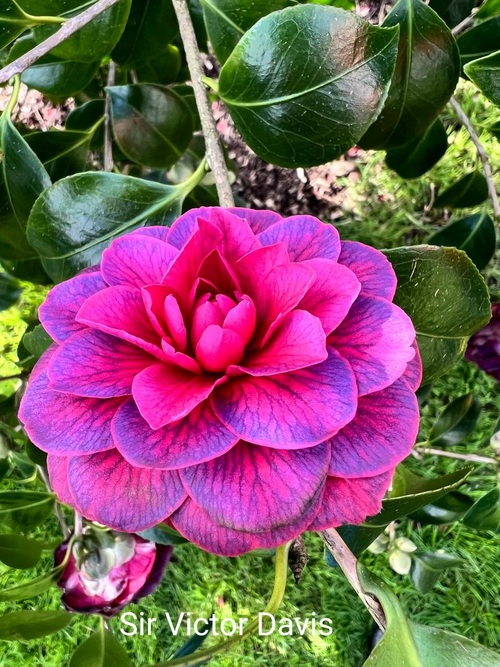 Visite d’un jardin de Camelias