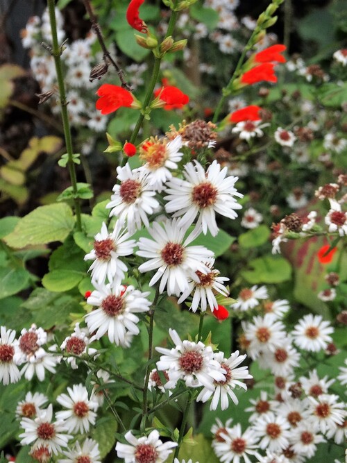 L'automne au jardin