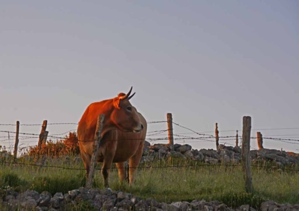 Vaches---traite-a-l-ancienne-7426.jpg