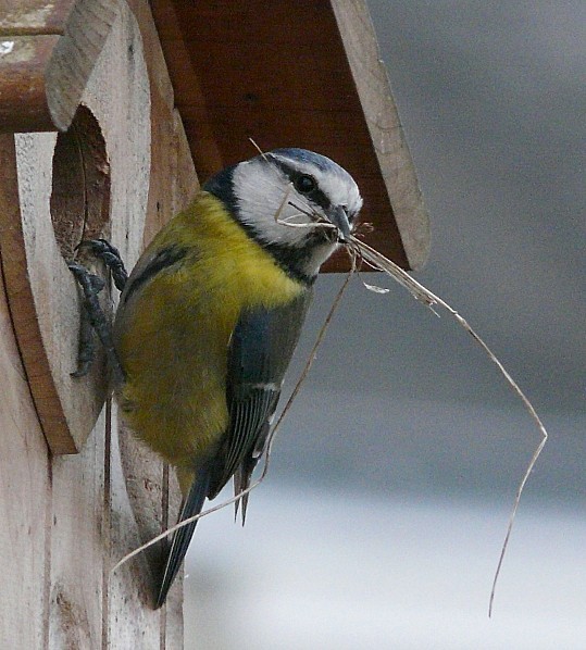 Mesange-bleue-prepare-le-nid-02-04-2010-002.jpg