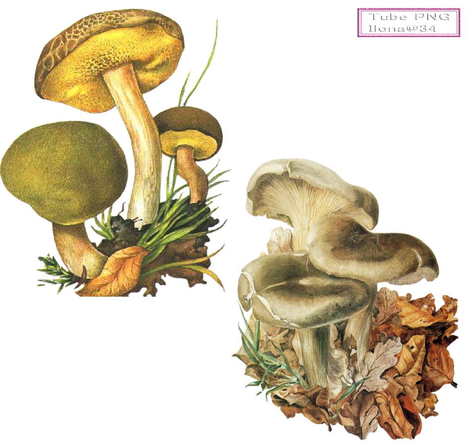 illustration de champignon