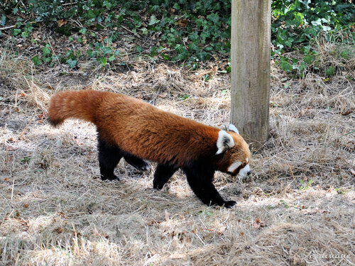 Photos Panda roux - Natur'Zoo de Mervent