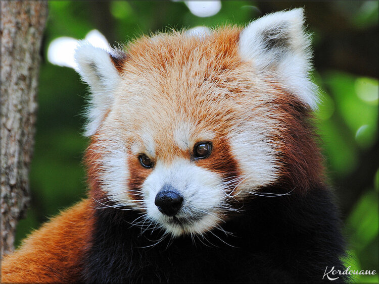 Photo de Panda roux (Zoo de Pessac)