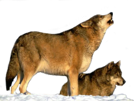 Loups 1