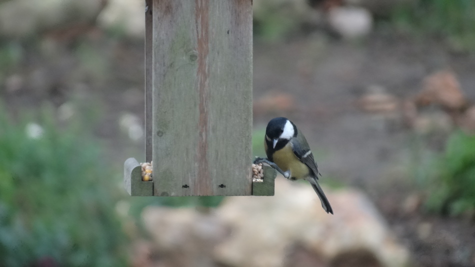 On Accueille les Oiseaux au Jardin...