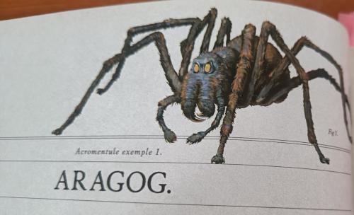 les araignées