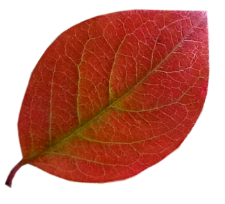 Tubes feuilles