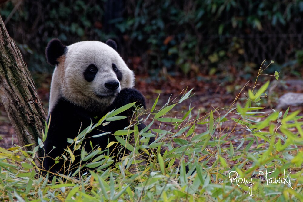 Tia Bao : Panda