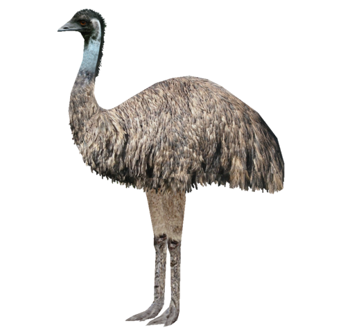 File:Emu Ludozoo.png
