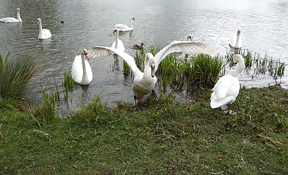 cygne05.12--6-.JPG