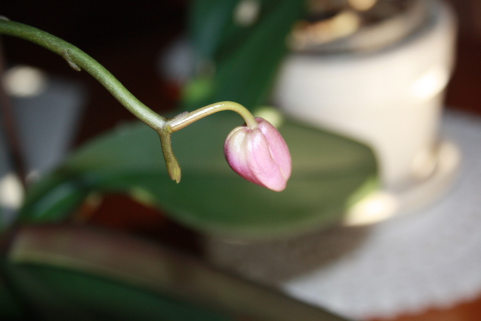 NAISSANCE D'UNE ORCHIDEE ...