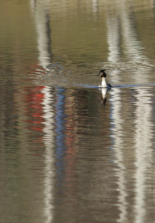 Oiseaux du plan d'eau de Ladignac