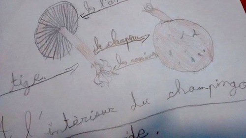 Nature studies / observation de la nature:  les champignons